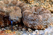 Southwestern speckled rattlesnake (Crotalus mitchellii pyrrhus) coiled tasting the air, California, USA, October.