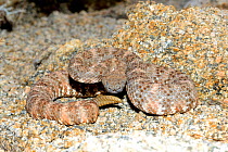 Southwestern speckled rattlesnake (Crotalus mitchellii pyrrhus) camouflaged against rocks, California, USA, October.