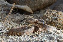 Southwestern speckled rattlesnake (Crotalus mitchellii pyrrhus) tasting air, California, USA, October.