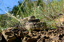 Black-tailed rattlesnake (Crotalus molossus) tasting the air, Arizona, USA, September. Controlled conditions
