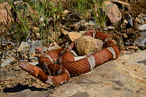 Texas copperhead snake (Agkistrodon contortrix laticinctus) moving over rocks, Texas, USA. September. Controlled conditions.