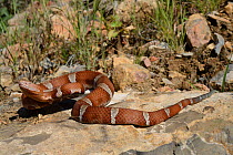 Texas copperhead snake (Agkistrodon contortrix laticinctus) moving over rocks, Texas, USA. September. Controlled conditions.