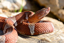 Texas copperhead snake (Agkistrodon contortrix laticinctus) portrait, Texas, USA. September. Controlled conditions.