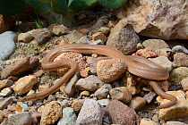 Baja California ratsnake (Bogertophis rosaliae) Baja California, Mexico.