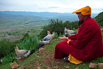 Buddhist monk with White eared-pheasants (Crossoptilon crossoptilon) Sichuan Province,  China, July 2010.