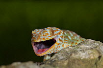 Tokay gecko (Gekko gecko) with mouth open, Guangxi province, China, July.