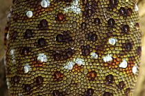 Tokay gecko (Gekko gecko) close up of skin, Guangxi province, China, July.