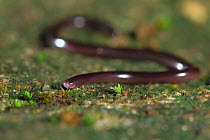 Brahminy blind snake (Ramphotyphlops braminus) Guangxi province, China