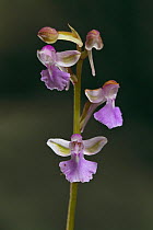 Orchid (Hemipilia flabellata) flower, Lijiang Laojunshan National Park, Yunnan, China, July.