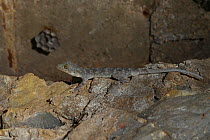 Chinese gecko (Gekko chinensis) with wasps nest behind, Guangxi province, China, July.