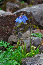 Poppy (Meconopsis sp.) flower, Lijiang Laojunshan National Park, Yunnan, China, July.