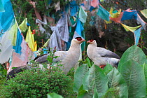 White eared-pheasant (Crossoptilon crossoptilon) two in front of Buddhist prayer flags, Sichuan Province, China, July.