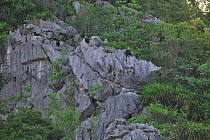 White-headed black langurs ( Trachypithecus poliocephalus leucocephalus) group on cliffs, Guangxi province, China, July. Critically endangered species.