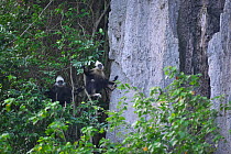 White-headed black langurs (Trachypithecus poliocephalus leucocephalus) in tree next to steep rock, Guangxi province, China, July. Critically endangered species.