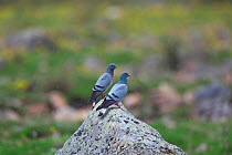 Hill pigeon (Columba rupestris) pair perched on rock, Sichuan Province, China, July.