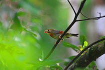 Red-billed leiothrix (Leiothrix lutea) on branch, DaMingShan moutain, Guangxi province, China, July.