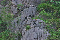 White-headed black langur (Trachypithecus poliocephalus leucocephalus) group on cliffs, Guangxi province, China, July. Critically endangered species.