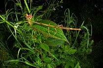 Stick insect (Phasmatodea sp.) Lijiang Laojunshan National Park, Yunnan, China, July.