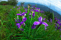 Black iris (Iris chrysographes) flowers, Lijiang Laojunshan National Park, Yunnan, China, July.