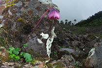 Himalayan daisy (Cremanthodium sp.) Lijiang Laojunshan National Park, Yunnan, China, July.