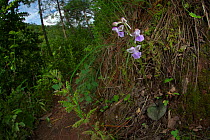 Orchid flower (Hemipilia flabellata) Lijiang Laojunshan National Park, Yunnan, China