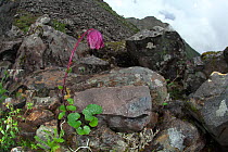 Himalayan daisy (Cremanthodium sp.) Lijiang Laojunshan National Park, Yunnan, China, July 2010.
