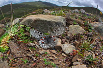 Mountain apollo butterfly (Parnassius apollo) melanistic form, Yunnan, China. July. Vulnerable species.