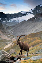 Alpine ibex (Capra ibex) adult male in mountain landscape. Alps, Aosta Valley, Gran Paradiso National Park, Italy. September.
