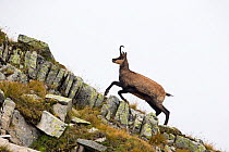 Chamois (Rupicapra rupicapra) running on a ridge in its mountain landscape. Alps, Aosta Valley, Gran Paradiso National Park, Italy. September.