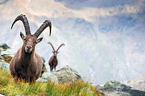 Alpine ibex (Capra ibex) two adult males in mountain landscape. Alps, Aosta Valley, Gran Paradiso National Park, Italy. September.