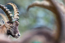 Alpine ibex (Capra ibex), portrait of young male. Alps, Aosta Valley, Gran Paradiso National Park, Italy. September.