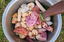 Food preparation using different root crops including taro, cassava, yam, Nukusa Village, Undu Point, Macuata Province, Fiji, South Pacific.  August 2013