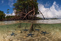 Split level view of Blue starfish (Linckia laevigata) in the shallows, and Mangrove tree  (Rhizophora sp), Nukubati Island Resort, Macuata Province, Fiji, South Pacific.