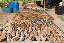 Dried Sea cucumbers (Holothuria) Yadua Island, Bua Province, Fiji, South Pacific. August 2013
