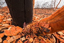 Fresh growth on scorched Eucalyptus (	Eucalyptus sp) tree, after bush fire, Queensland, Australia.