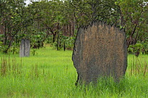 Magnetic termite (Amitermes) mounds after rainfall, Litchfield National Park. Northern Territory, Australia.