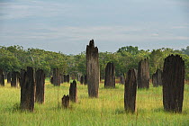 Magnetic termite mounds (Amitermes) after rain, Litchfield National Park. Northern Territory, Australia.