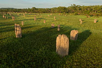 Magnetic termite mounds (Amitermes ) from above, Litchfield National Park. Northern Territory, Australia. December 2012.