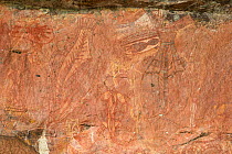 Aboriginal rock art including Turtles,  Kakadu National Park, Northern Territory, Australia. December 2012.