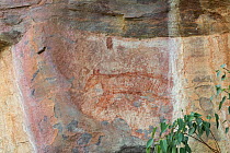 Aboriginal rock art of extinct Thylacine (Thylacinus cynocephalus) Kakadu National Park, Northern Territory, Australia. December 2012.