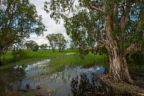 Flooded plains,  Kakadu National Park, Northern Territory, Australia.