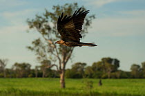 Whistling kite (Haliastur sphenurus) in flight, Yellow Water Wetlands, Northern Territory, Australia.