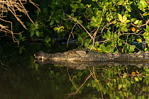 Saltwater crocodile (Crocodylus porosus) Yellow Water wetlands,  Northern Territory, Australia.