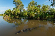 Saltwater crocodile (Crocodylus porosus) Yellow Water wetlands,  Northern Territory, Australia.
