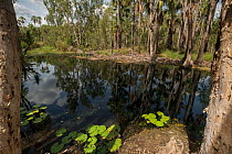 Bitter springs thermal pool, Elsey National Park, Northern Territory, Australia.