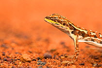 Military dragon lizard (Ctenophorus isolepis gularis) Northern Territory, Australia.