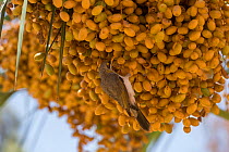 Noisy miner (Manorina melanocephala) feeding on palm tree seed pods. Northern Territory, Australia.
