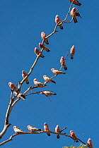 Flock of Galah cockatoos (Eolophus roseicapilla) perched in tree, Northern Territory, Australia.
