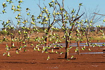 Flock of Budgerigars (Melopsittacus undulatus) in flight by outback dam, Northern Territory, Australia.