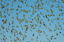 Flock of Budgerigars (Melopsittacus undulatus) in flight, Northern Territory, Australia.